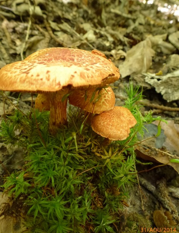 Cortinarius bolaris 001